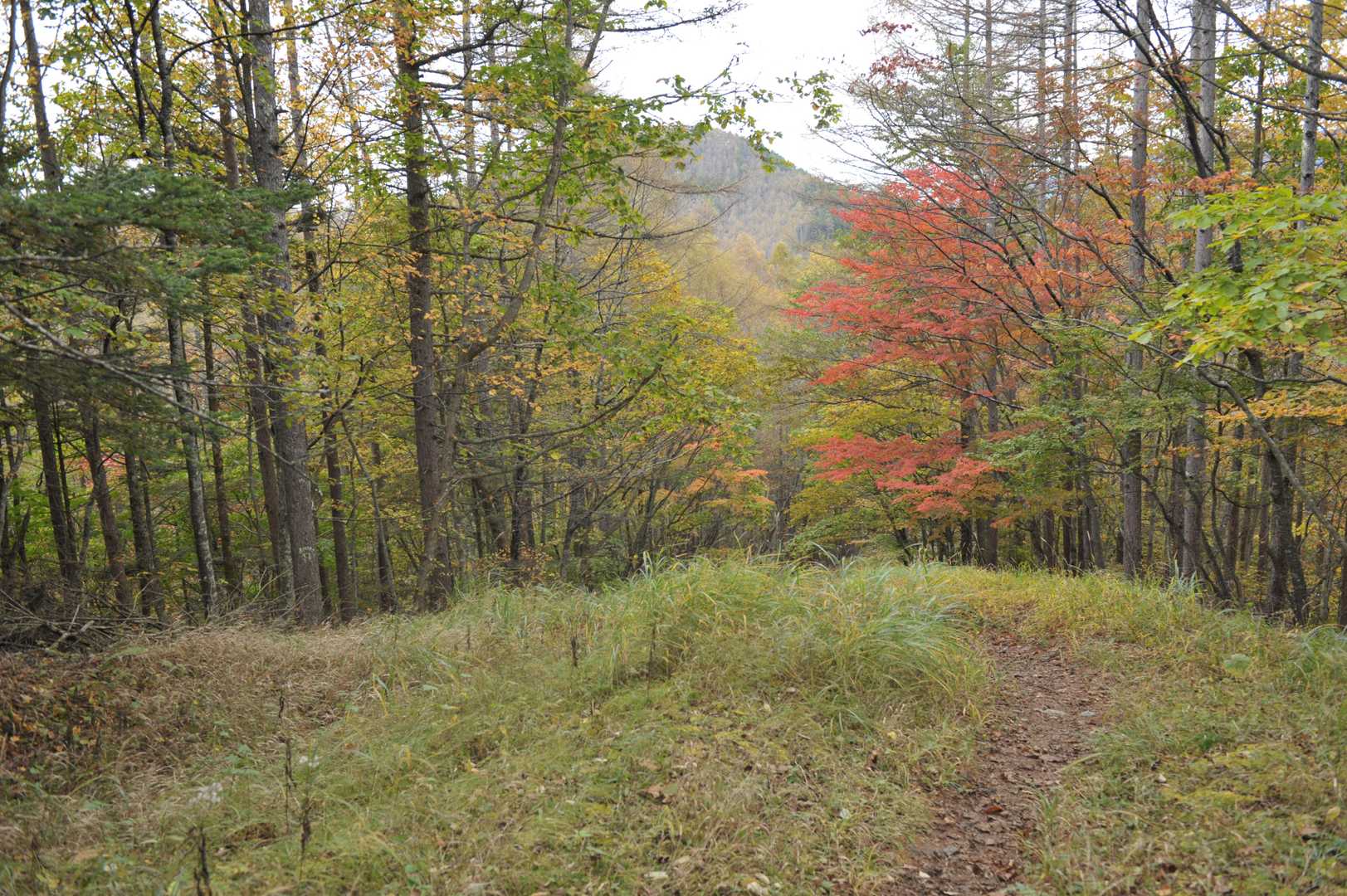 紅葉となだらかな道。