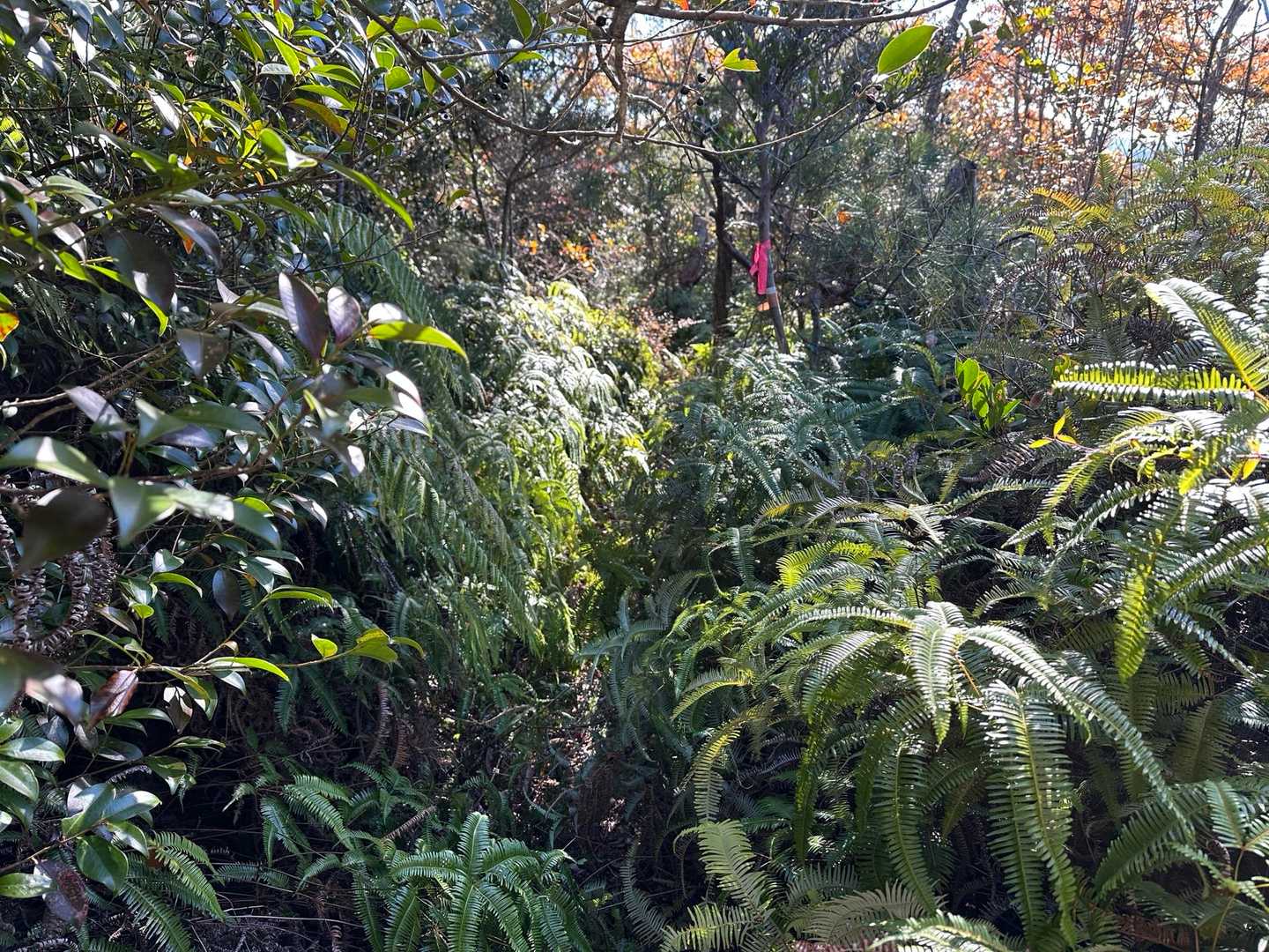 正規の？登山道に復帰しても藪漕ぎは相変わらず。
リボンや🟥テープはしてくれていますけどね、😅