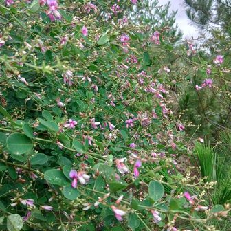 萩ロード
ザックのポケットに花びらいっぱい入っちゃった