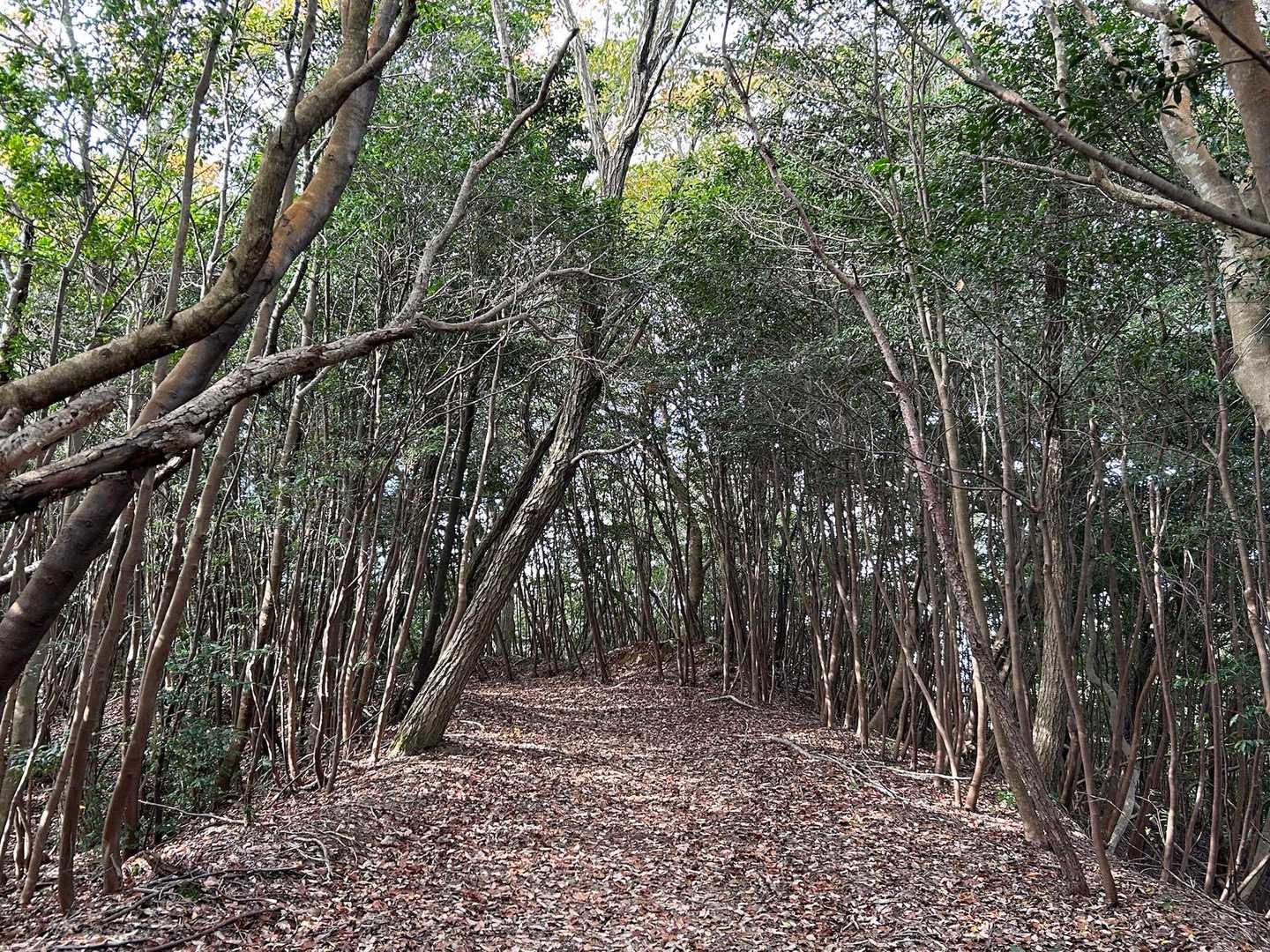 観音岳 往復コースの写真