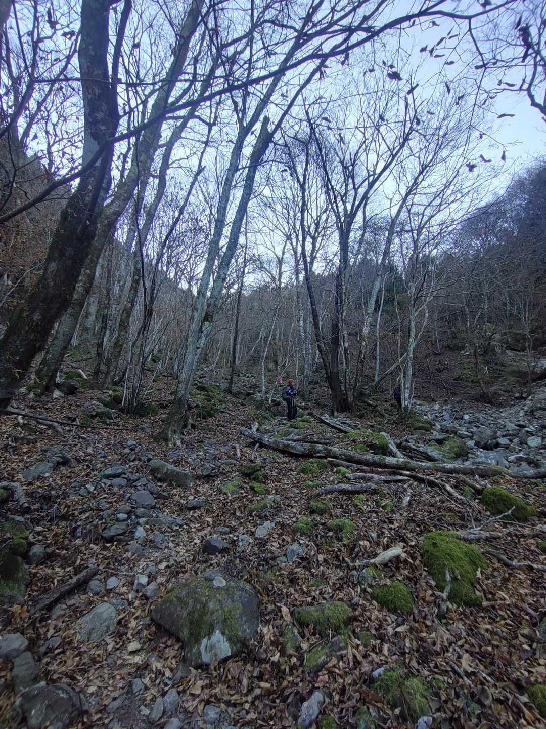この時間は日が当たらないから写真映えてないな😆