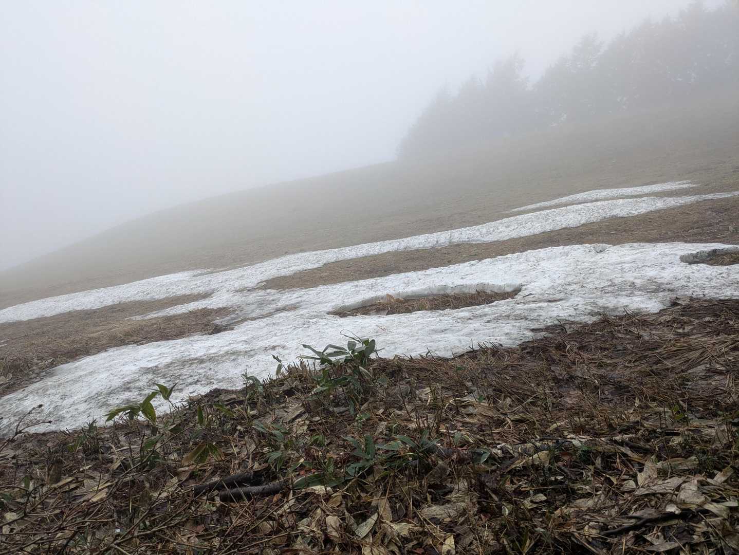 残雪
