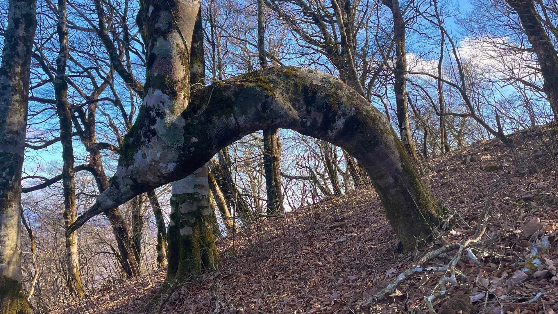 菰釣山避難小屋を過ぎ
ヴィクトリーロードの途中に
今にも飛び立ちそうな木が。