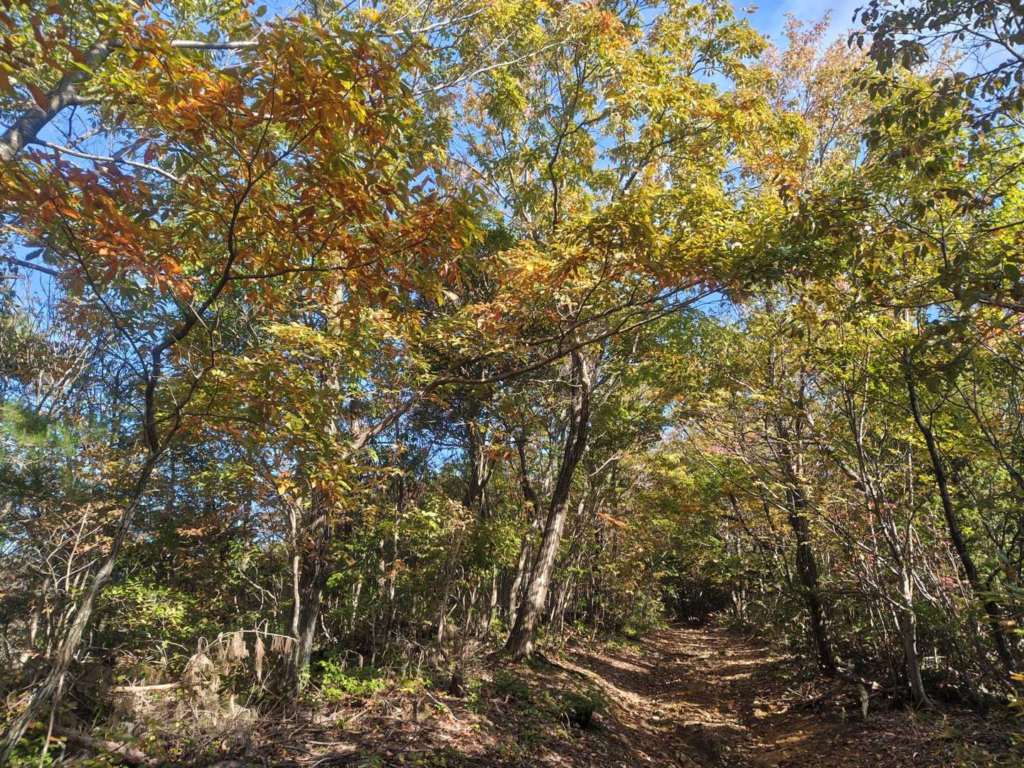 アスファルトから登山道へ…

見上げれば、こちらもみごとな彩り🍁
登りは地味にキツイけど、こりゃぁタマラン🕺🏻🕺🏻