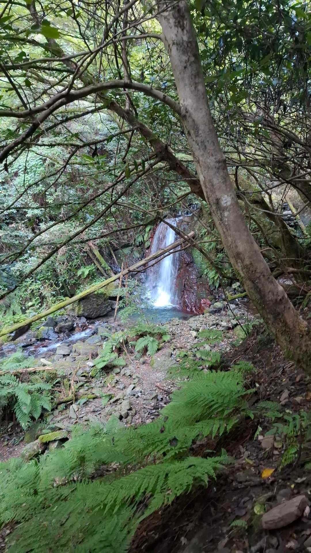 瑞梅寺登山口-井原山-本富士山-富士山-雷山-上宮-洗谷登 周回コースの写真