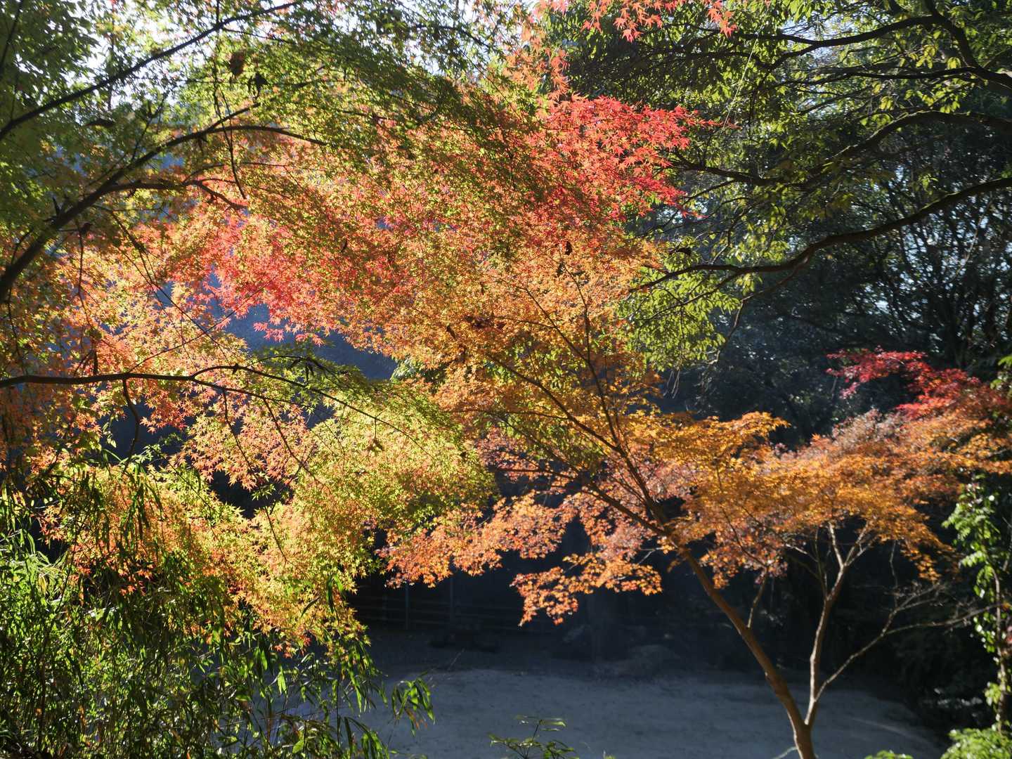 丸山キャンプ場登山口-丸山 往復コースの写真