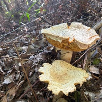小野の🍄はでかい！