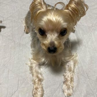 ココジュリアン