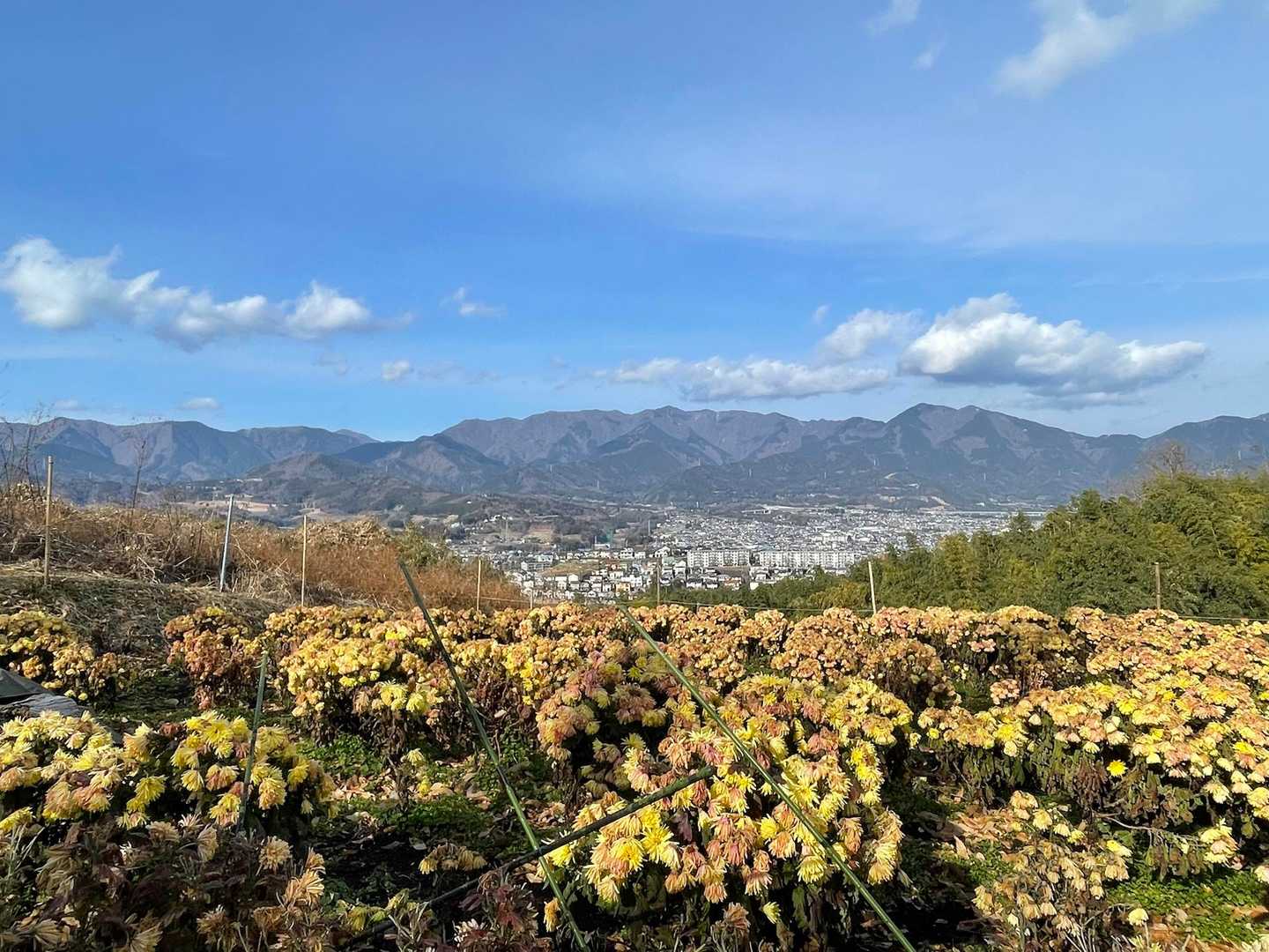 丹沢の山々。天気もいいし登ってもよかったな〜