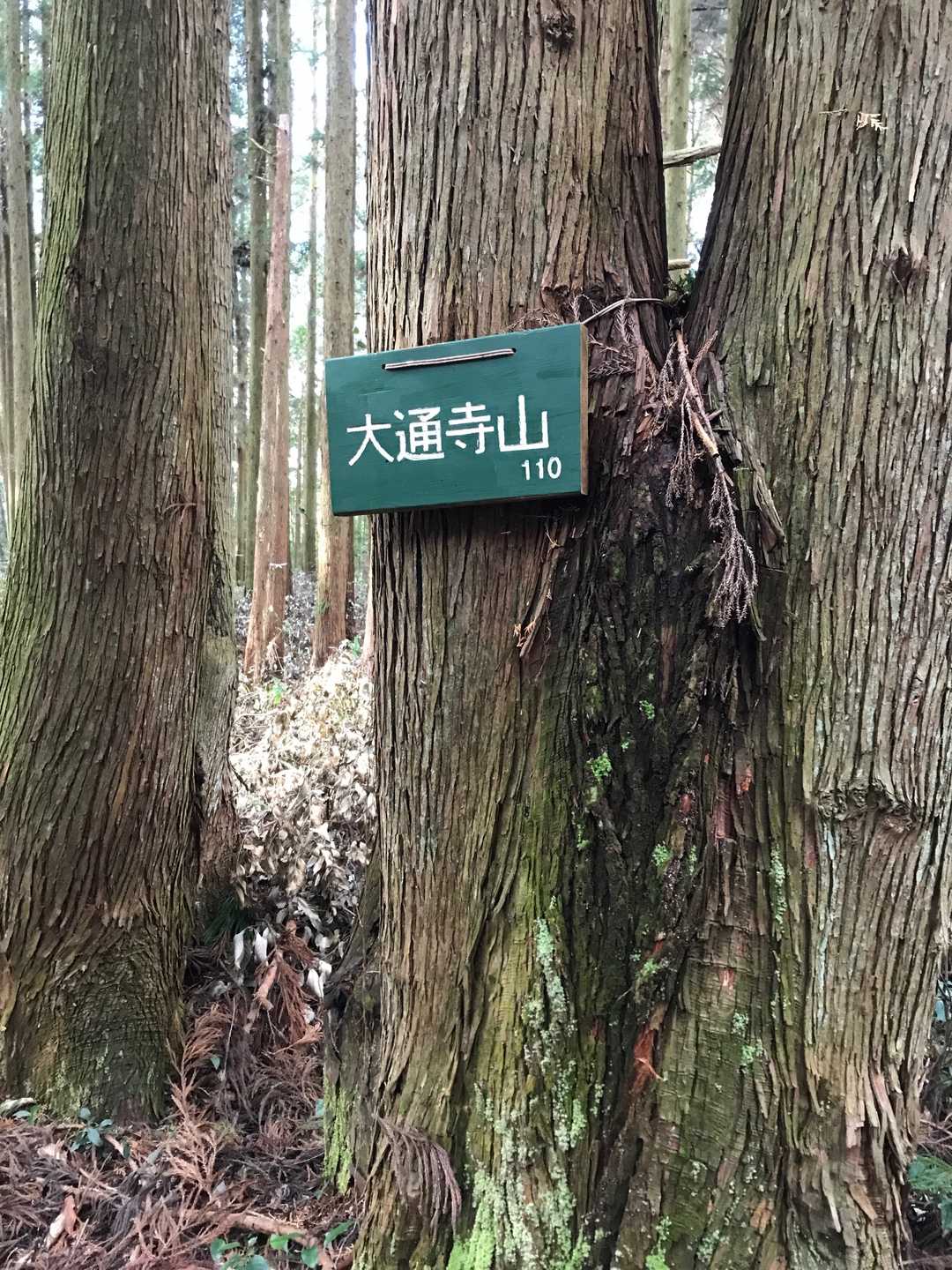 今日の2座目は大通寺山です。やはりここも眺望無しでした。