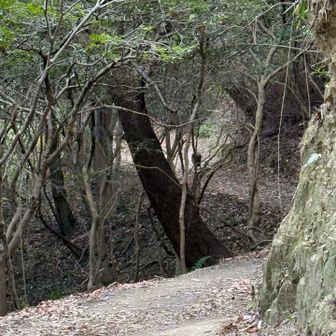 紀泉アルプス・飯盛山・ボンデン山 なんかおる‼️猪か？大声だしても逃げない