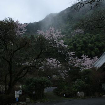 下山すると、桜がきれい✨️