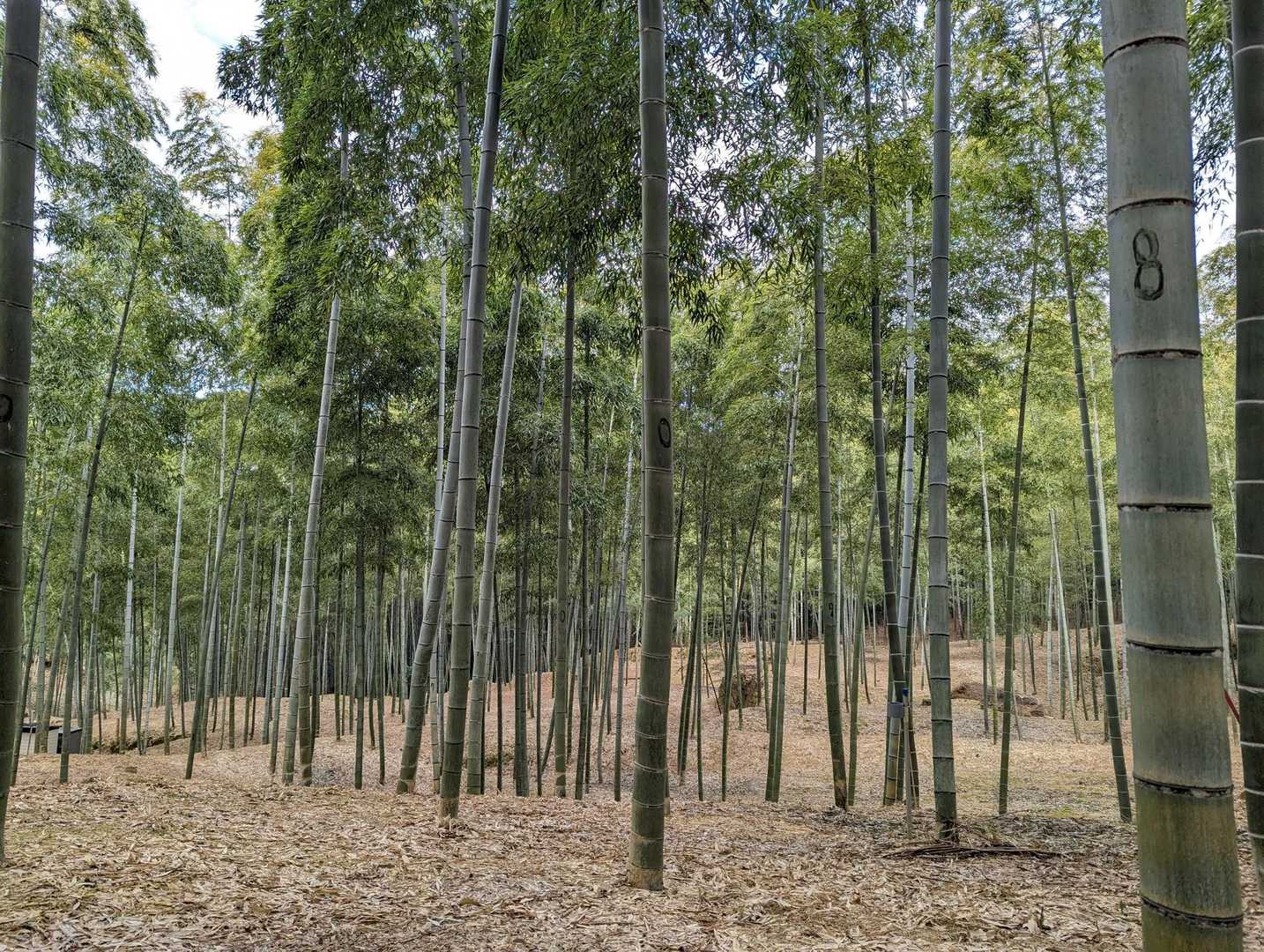 ここまで来ると人は居ません。