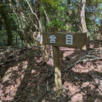 笠形山の９合目
ここから下りになる珍しい山😅