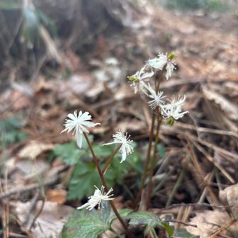 セリバオウレン