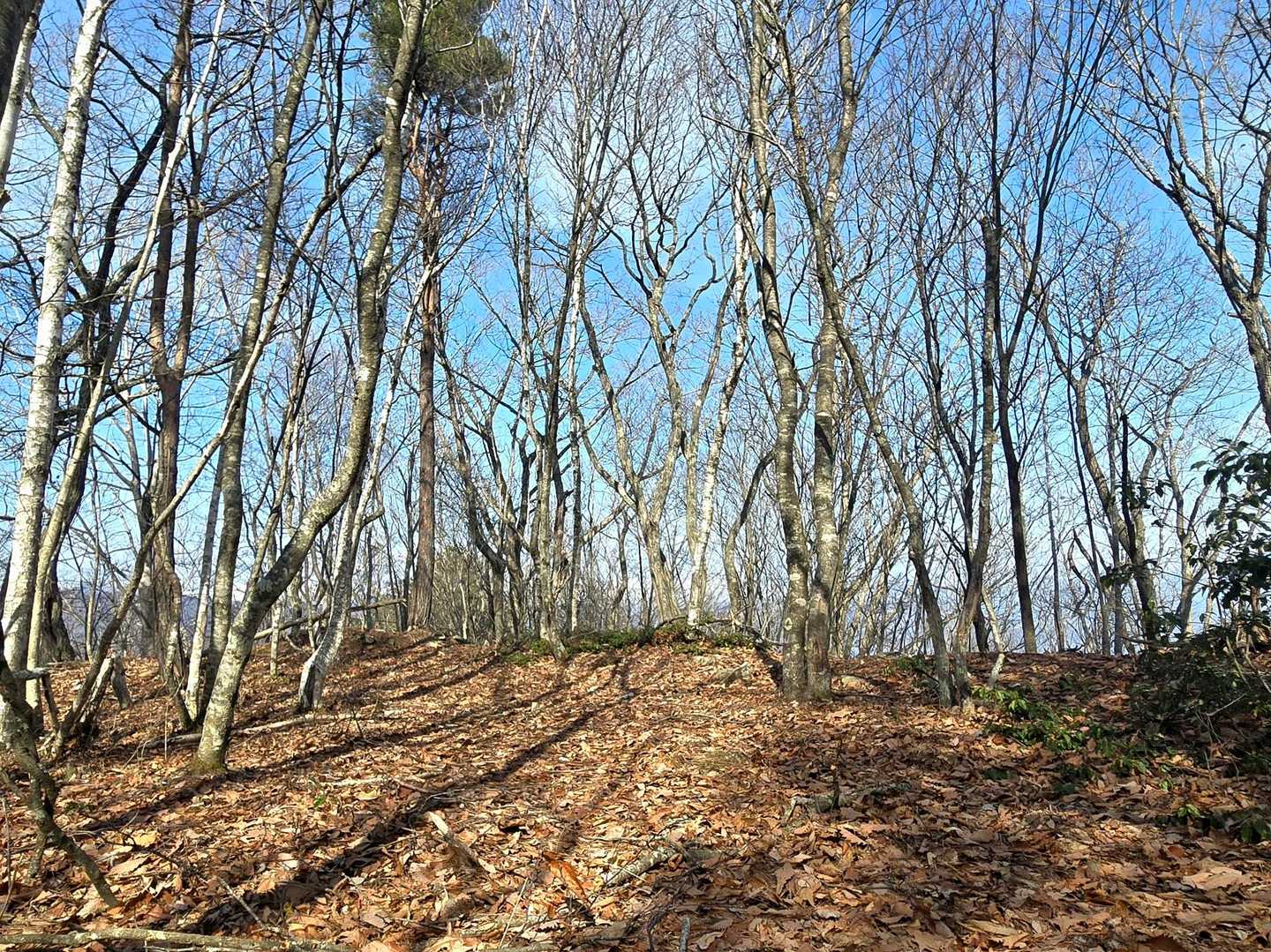 證城（しょうじょう）跡。
眺望はあまり望めないですが、結構な広さです。