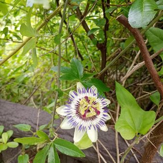 トケイソウ。何とか咲いてるお花見れた🤗