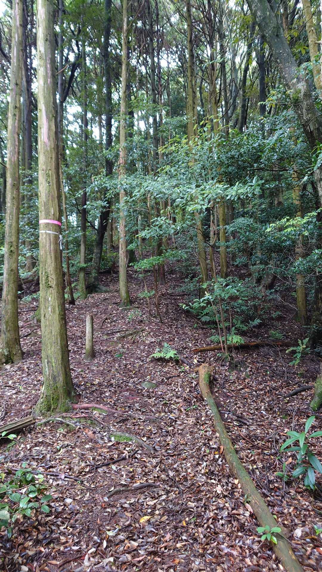矢筈岳へ🤗