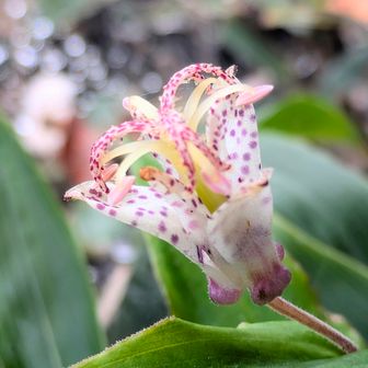もうすぐ開花
上手く折りたたんであるものだ