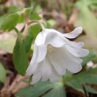 イチゲさん

撮ってるときはキクザキイチゲだと思ってたけど
アズマイチゲさんですよね🤍✨

何年も通っているのに
アズマイチゲが咲くのを知らなかった

今まで気づけなかったことに気づけた日