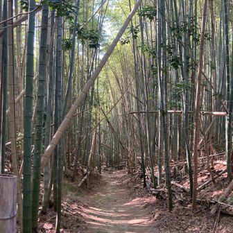 竹林に戻ってきた…ほっ😌