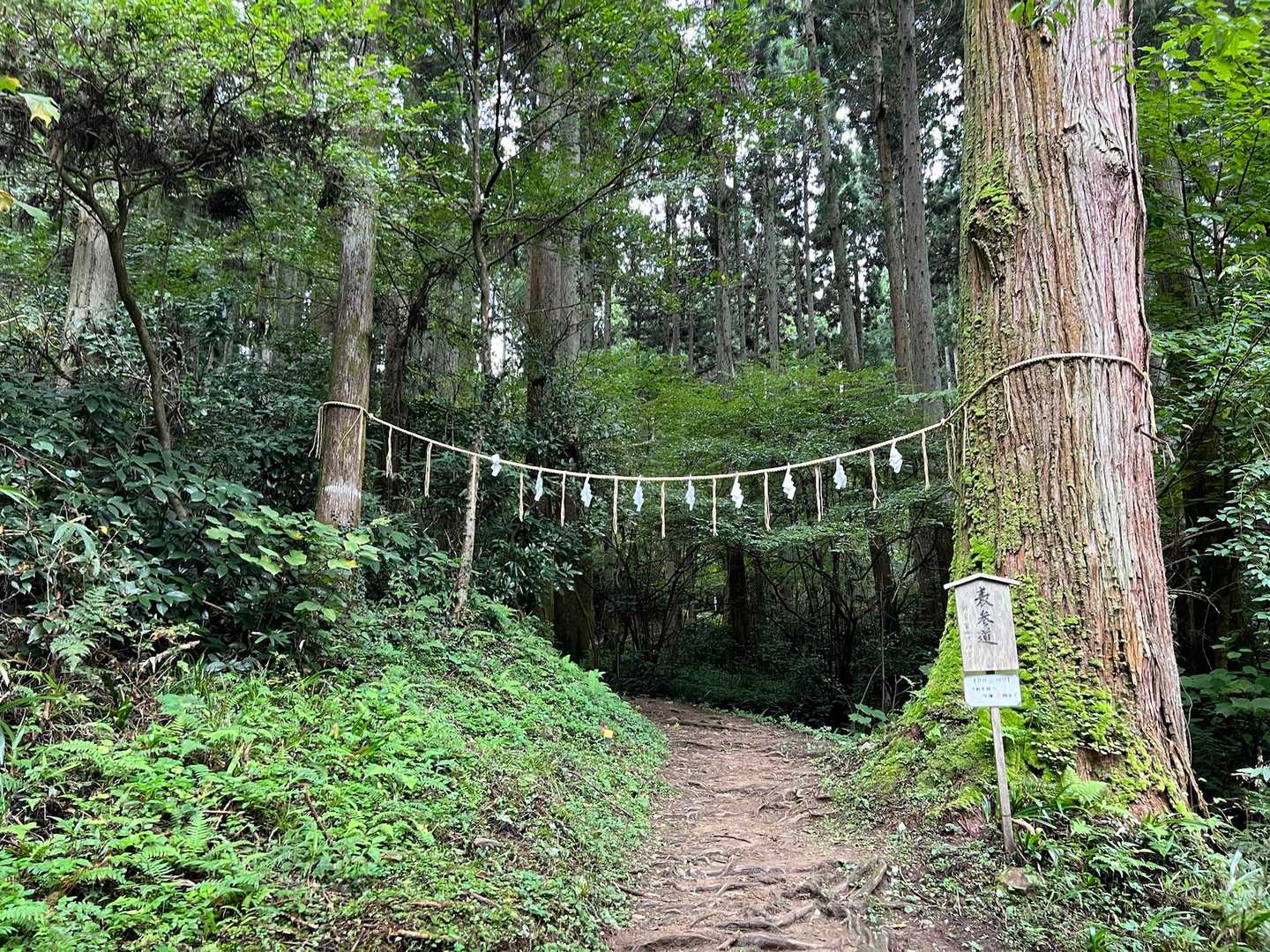 表参道を通って