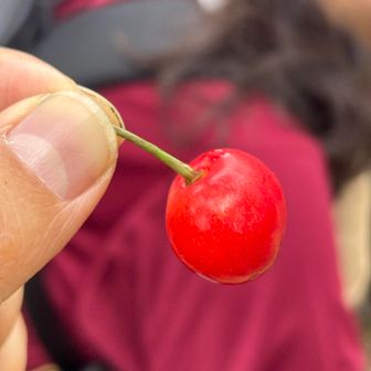 chachaさんから🍒さくらんぼ頂きました。
美味い😋