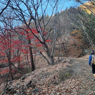 真っ赤なモミジに迎えられ。。。