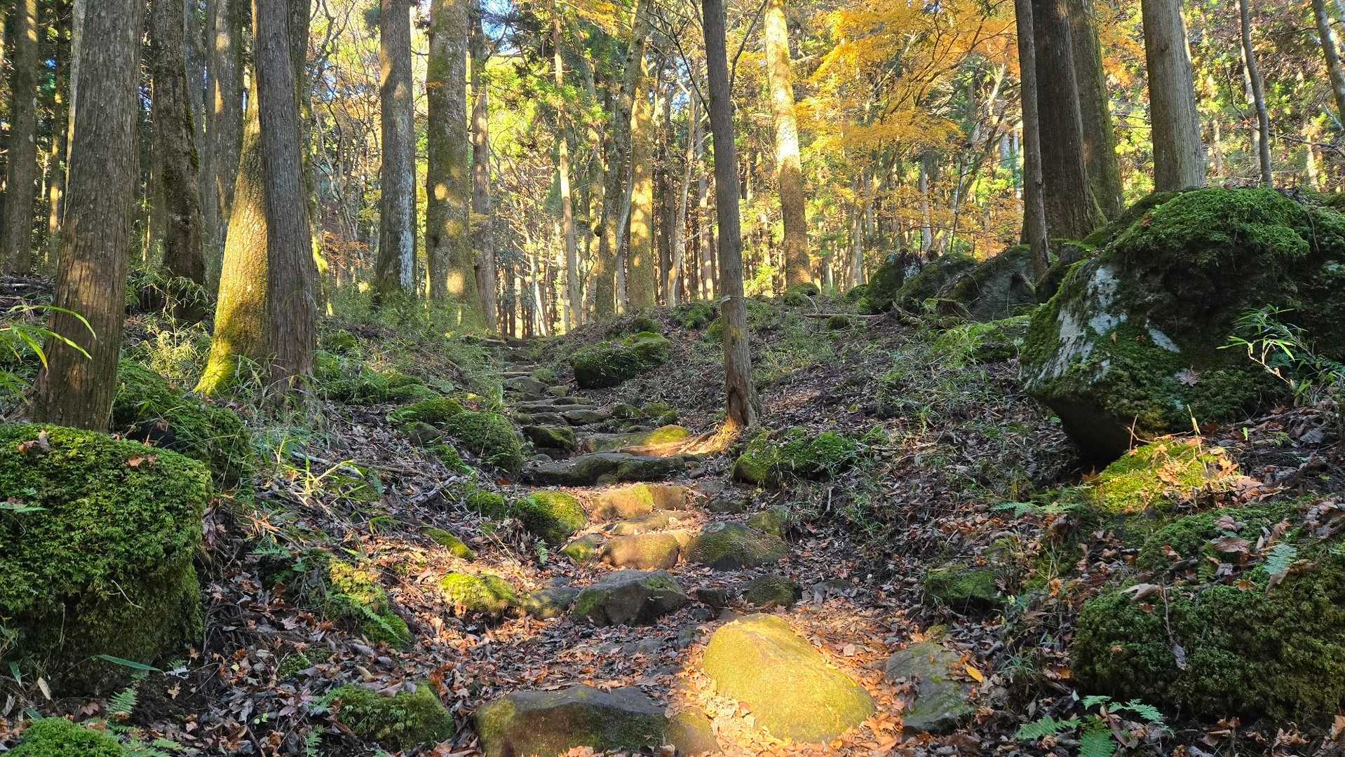 十里木高原登山口-越前岳-富士見台-富士見峠-黒岳-山神社 縦走コースの写真