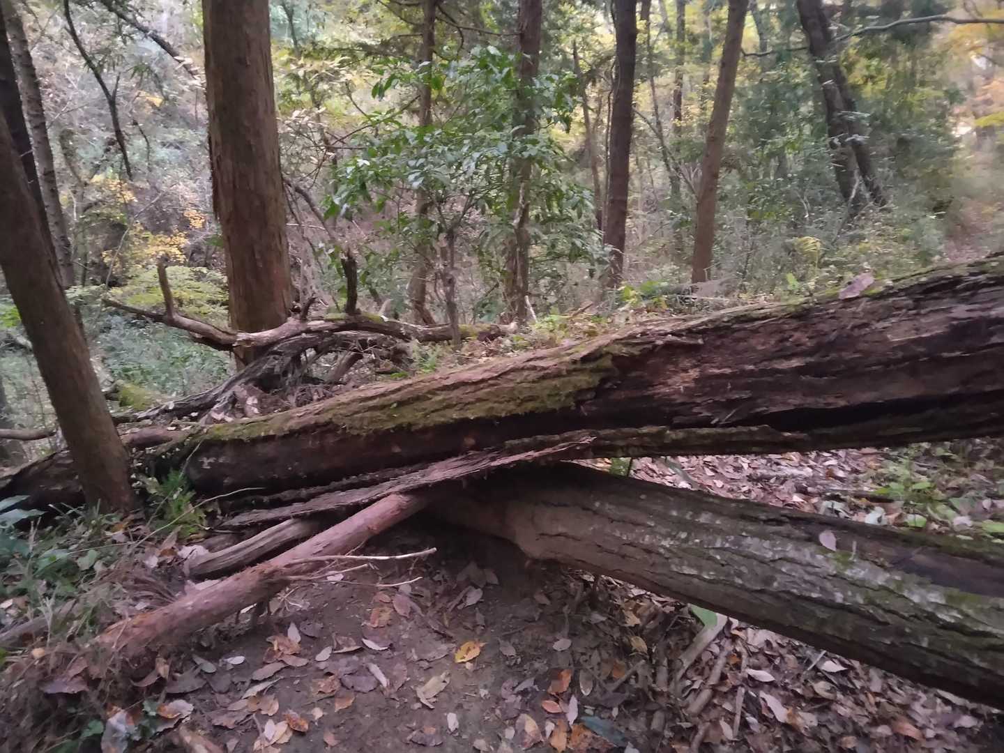 あれ倒木あり😵