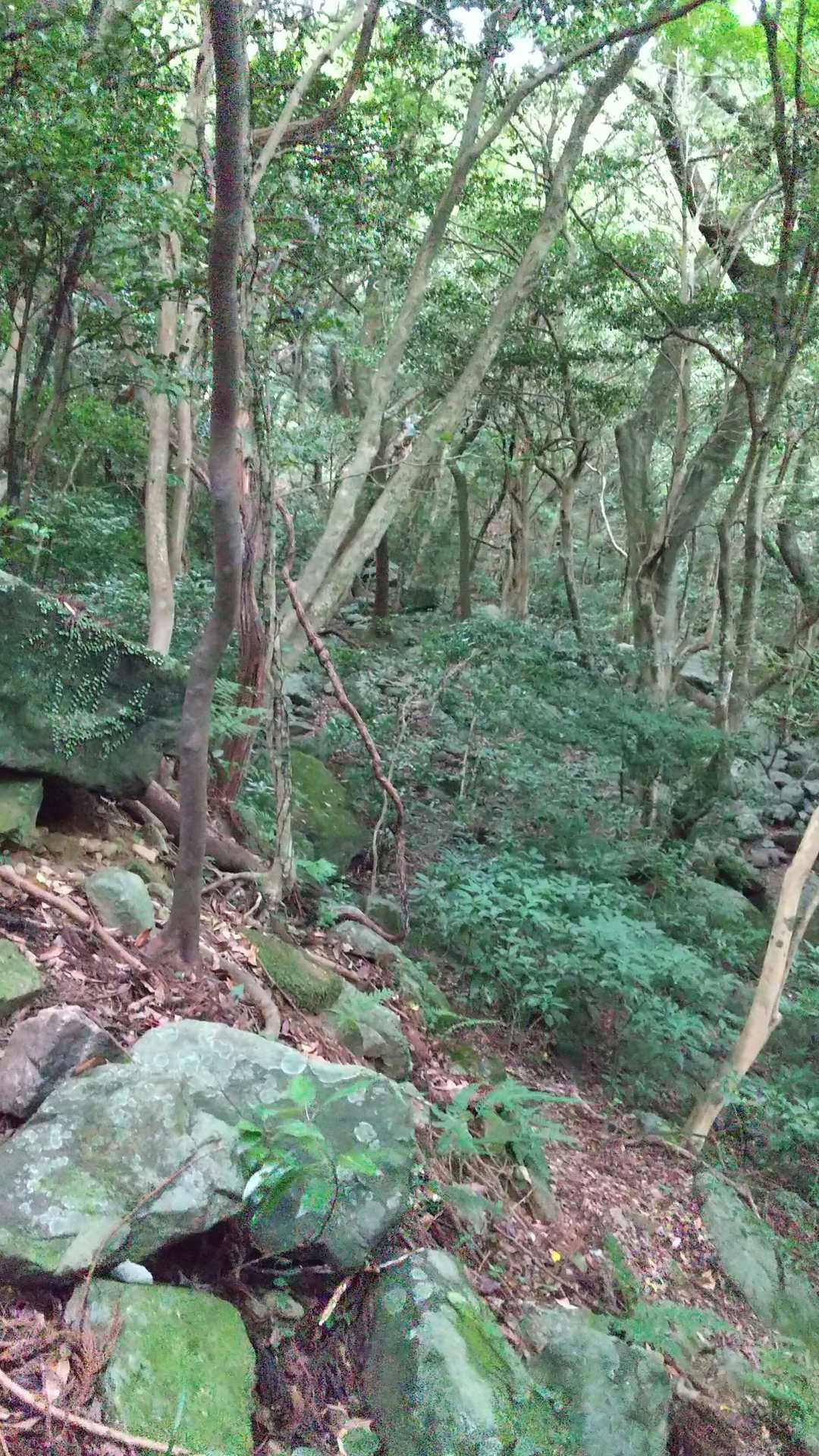 上野越・福智山分岐-鷹取山 往復コースの写真