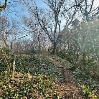 剣ヶ峰のカタクリロードは見事です🤩

スラさんは少し前にスタートしたらしいんですがまだ来ないのでゆっくり歩きます