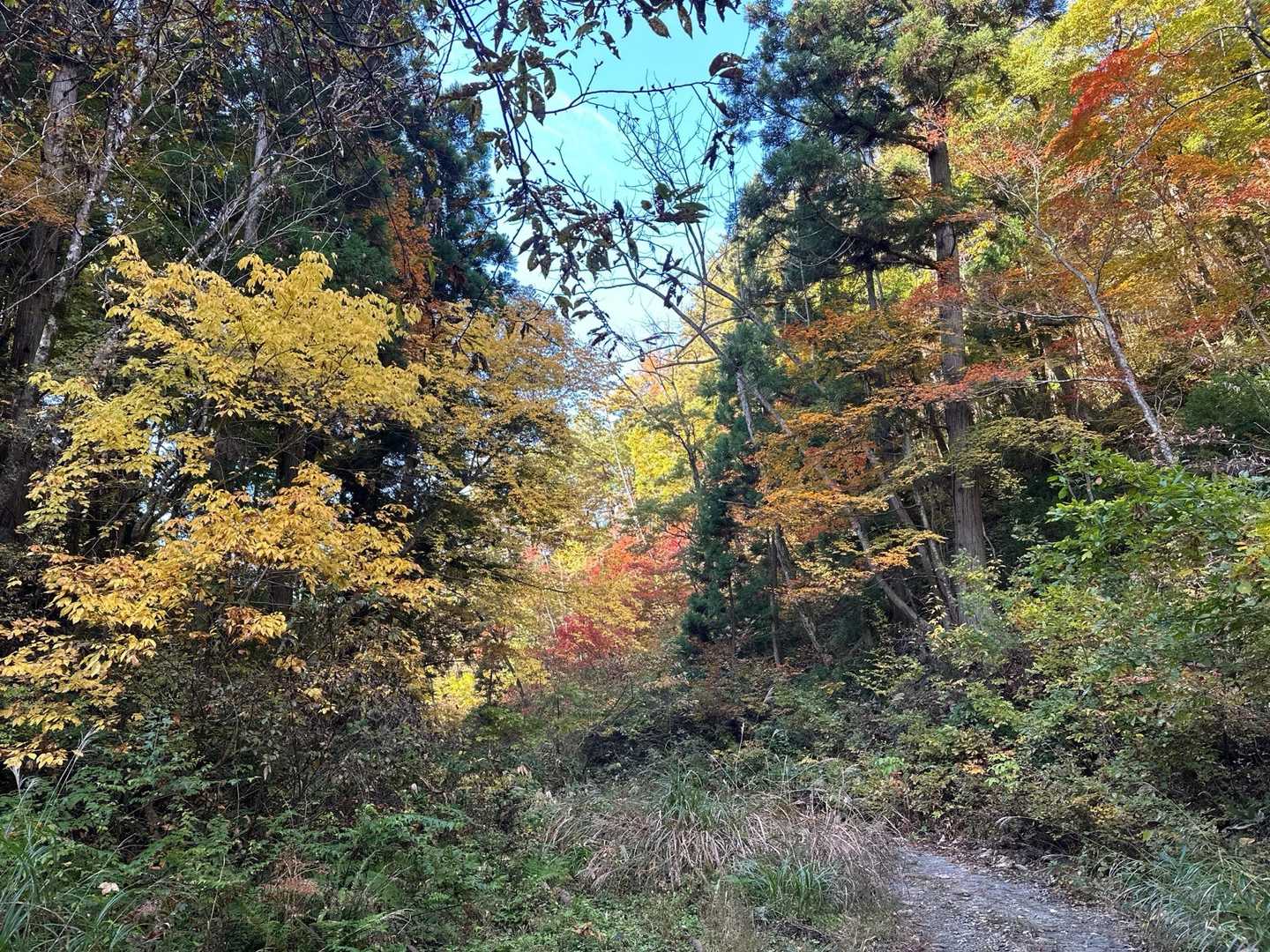 🍁🍁🍁😆