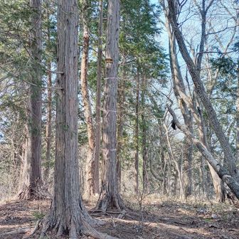 逆沢ノ頭グレーピーク 到着。地面から4m位上にあれが。
