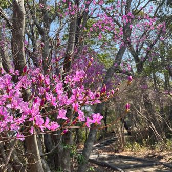 ツツジロードも　咲き始めて✨見惚れます🌸