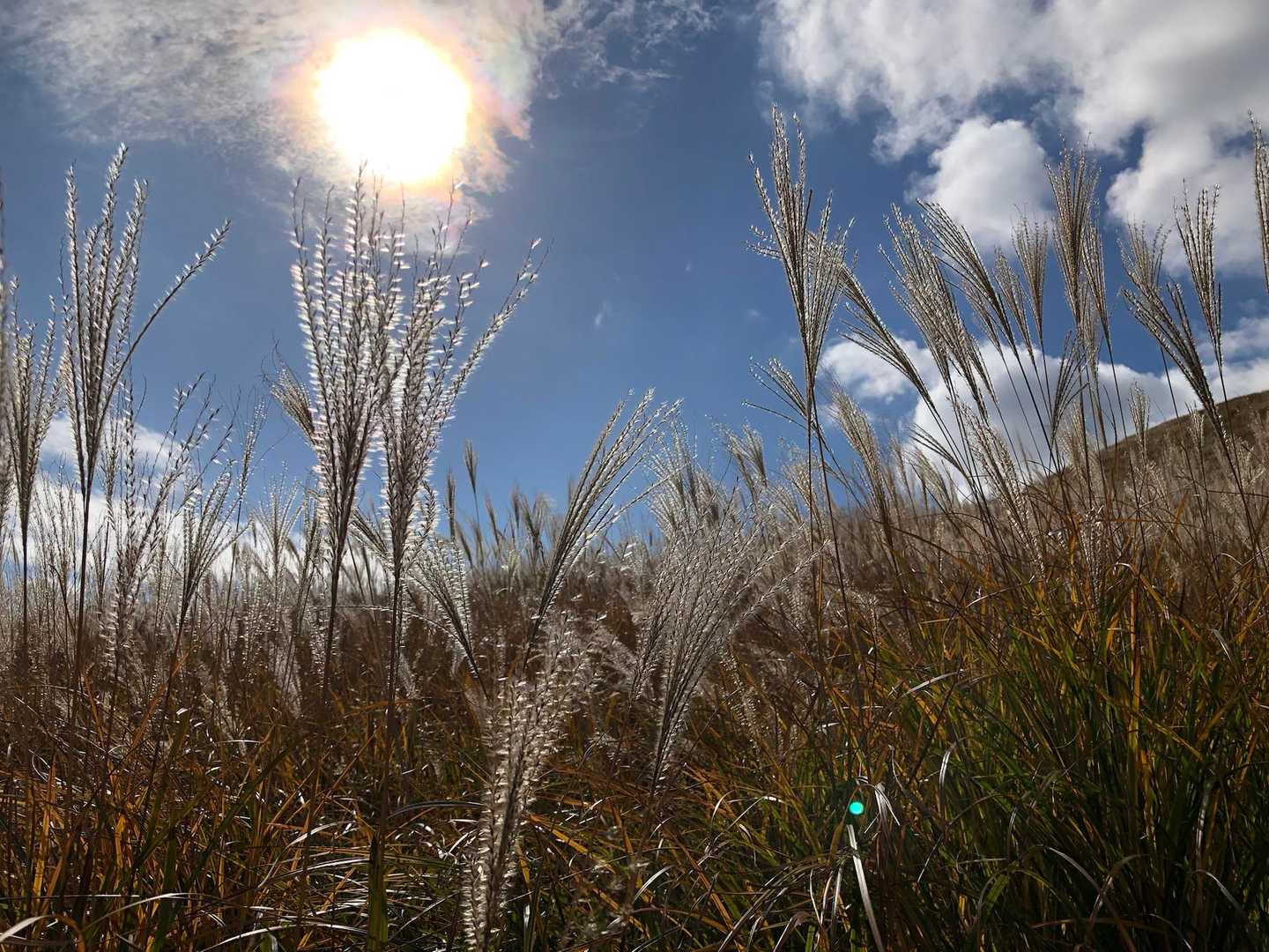 三筋山周回 | 風わたるススキの平原を超えて、水平線に伊豆の島々を望む大展望への写真