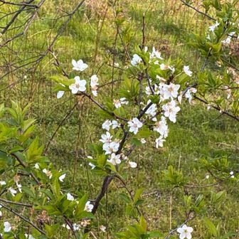 サワーチェリー(スミミザクラ)