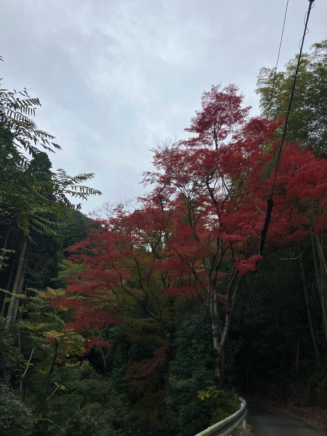 今年初の紅葉🍁です。
