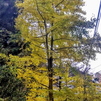 八大龍王おりていよいよ河内飯盛山へ
イチョウが綺麗でした💛