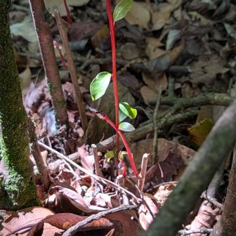 光を浴びた新芽🌱