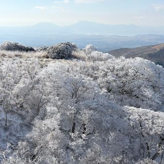 真っ白霧氷の奥に薄っすら阿蘇山🌋