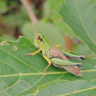 カブカブ食ってます
