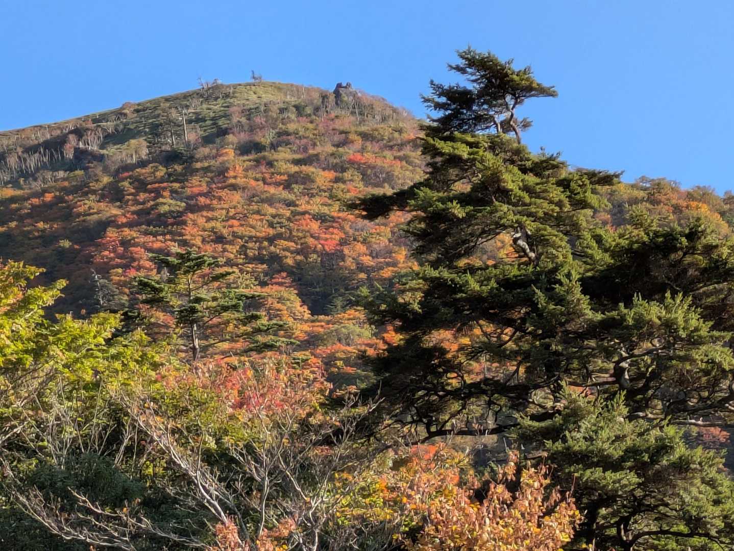 西島駅から見上げると山一面紅葉🍁が見えて来ました。まだまだ紅く色付きますので楽しみにして下さい😊👍