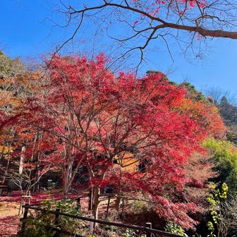 紅葉公園には鮮やかな木々が…