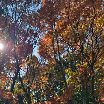遠望峰山山頂周辺の紅葉