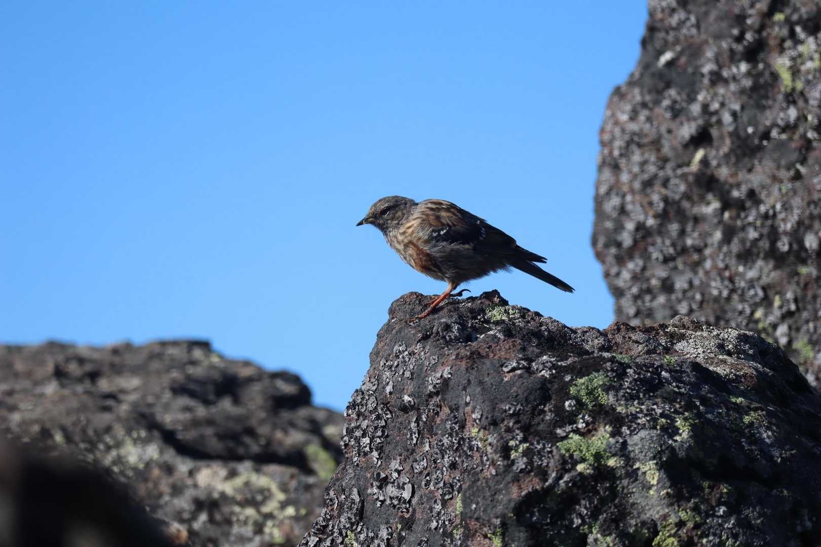 ライ、、、

お迎えしてくれたの〜ありがとね
イワヒバリちゃん　
