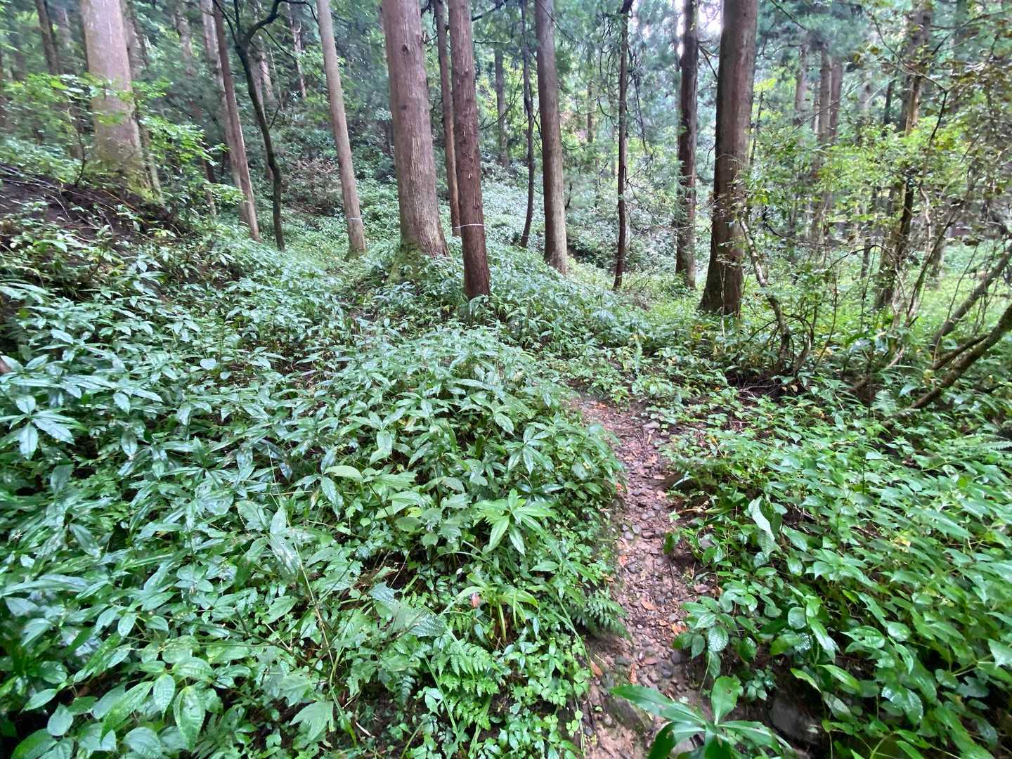 土の匂いが強いこの山はしっとりとして落ち着く😌