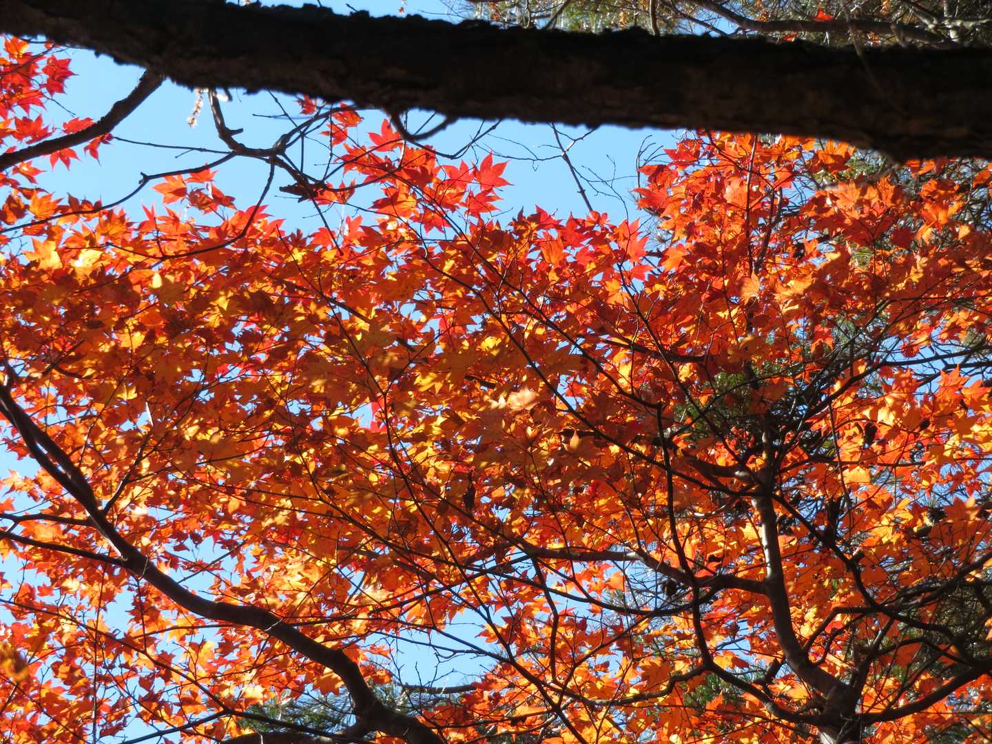 名郷バス停-鳥首峠-天神山-ウノタワ 往復コースの写真