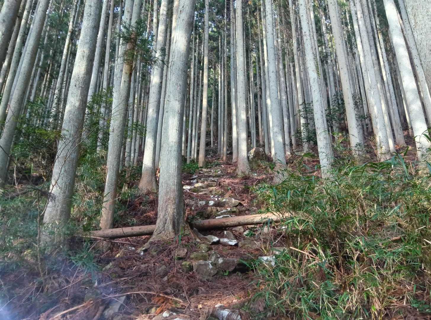 いきなり登る〜