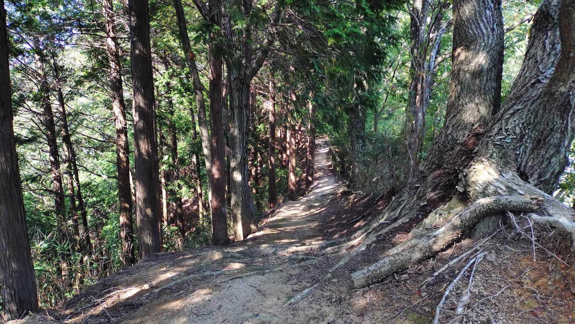 生駒縦走路
なるかわ峠に向かいます🚶‍♀️‍➡️